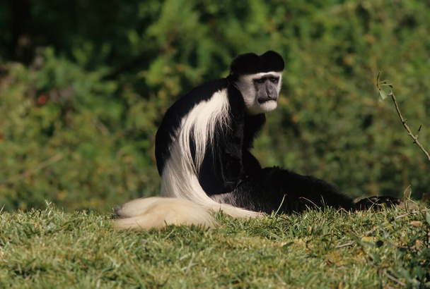 Angola Kolobusu (İngilizce: Angola kolobusu), Angolan siyah-beyaz kolobusu ya da Angolan kolobusu, Eski Dünya maymunlarına ait bir primat türüdür.. - Fotoğraf, Görsel