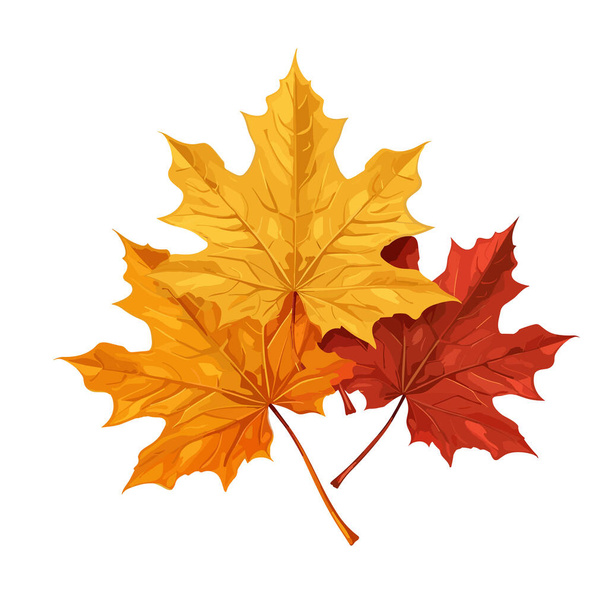 Foglie d'autunno isolate su sfondo bianco. Foglia d'acero. Illustrazione vettoriale EPS10 - Vettoriali, immagini