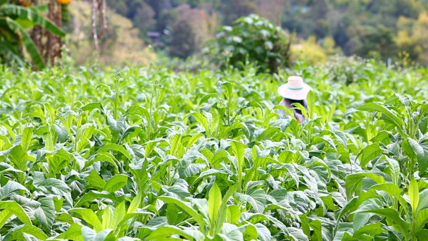 Donna tailandese mettere insetticida e fertilizzante in pianta di tabacco
 - Filmati, video