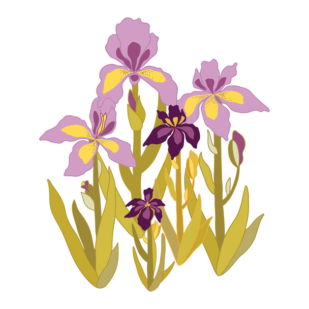 Coloridas flores de Iris ramo aislado sobre fondo blanco. ilustración dibujada a mano. - Vector, imagen