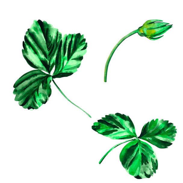 Victoria. Botanical illustration of green strawberry leaves and mustache. For your design. - Fotografie, Obrázek