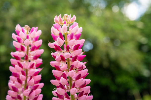 Pink lupins summer blooming flowers, in the garden in sunshine. - Foto, Imagem
