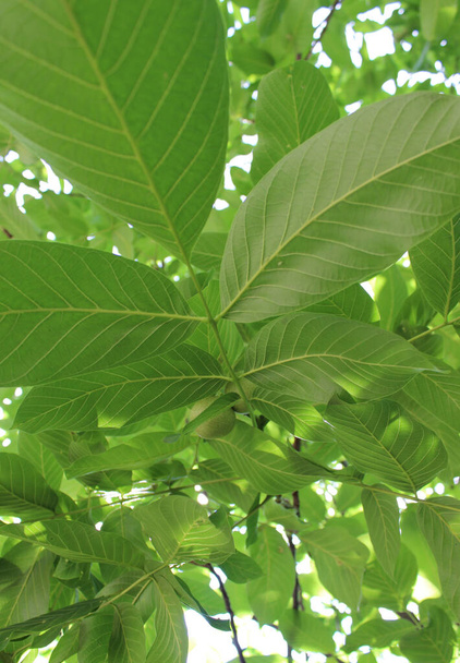 Гілка горіхового дерева з зеленим листям та молодими яєчками вертикальна стокова фотографія
   - Фото, зображення