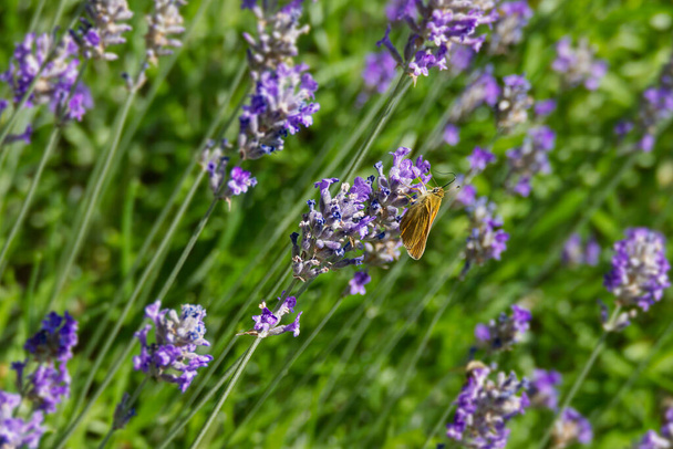 Large Skipper butterfly (Ochlodes sylvanus) perched on lavender plant in Zurich, Switzerland - Photo, Image