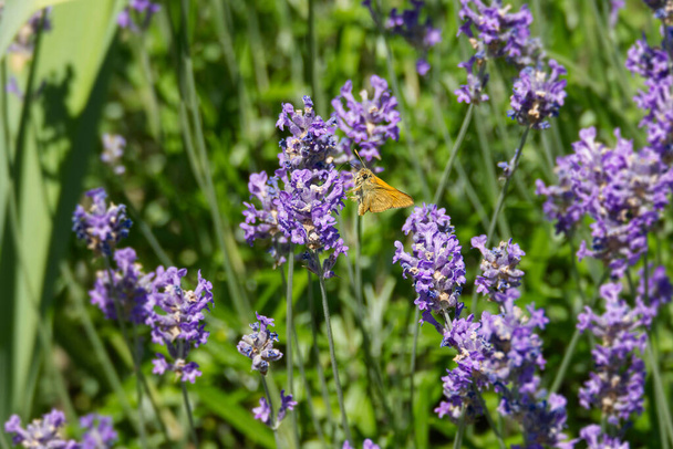 Large Skipper butterfly (Ochlodes sylvanus) perched on lavender plant in Zurich, Switzerland - Photo, Image