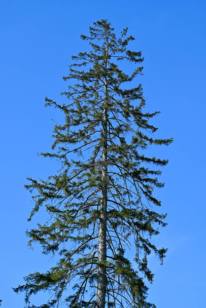 pine tree against blue sky - Fotó, kép