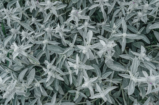 Flores Stachys byzantina, fondo gris flor en la naturaleza - Foto, imagen