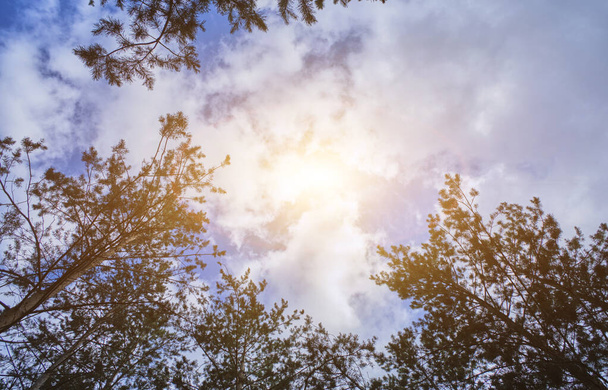 Treetops background of clouds and sunlight - Zdjęcie, obraz