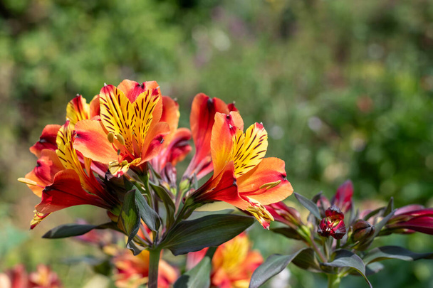 Close up of Peruvian lilies (alstroemeria) in bloom - Photo, Image