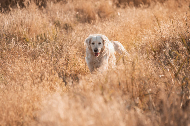 Золотисто-ретриверская собака, гуляющая на закате волшебный свет в пшеничном поле - Фото, изображение