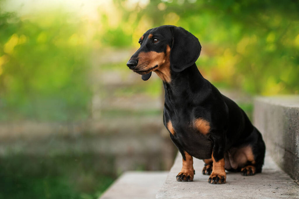 Dachshund perro hermoso retrato de mascota sobre un fondo bokeh primavera verde - Foto, Imagen