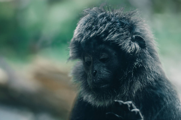 Zbliż zdjęcie puszystej twarzy Goeldisa. słodkie urocze goeldis małpa w zoo - Zdjęcie, obraz