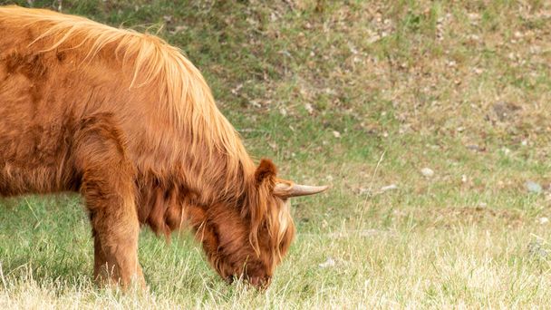 Una vaca montañesa escocesa de color marrón descansa tranquilamente, masticando hierba, en la reserva natural Mookerheide en la provincia de Limburgo, Países Bajos. - Foto, imagen