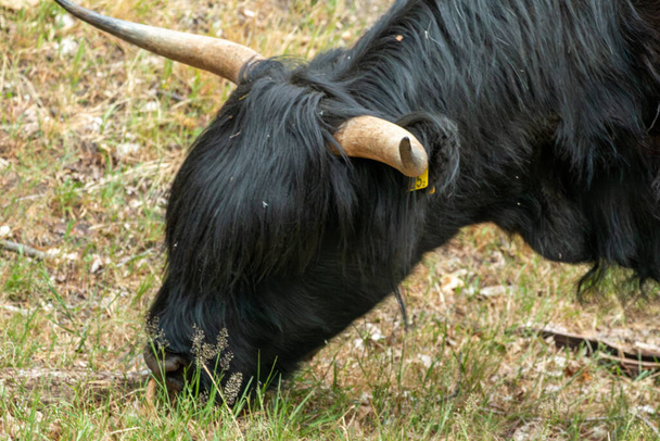 オランダのリンブルグ州のムッカーハイデ自然保護区では、黒いスコットランドのハイランダーが芝生の上で静かに草を放牧しています. - 写真・画像