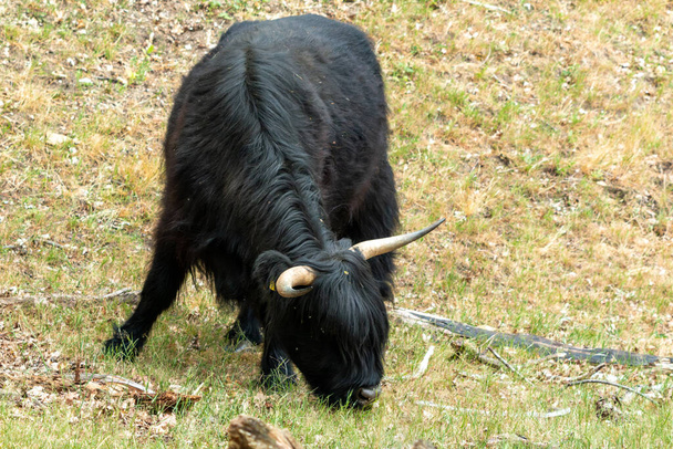 Op het Mookerheide natuurgebied in de provincie Limburg, Nederland, graast een Zwarte Schotse Hooglander vredig op het gras. - Foto, afbeelding