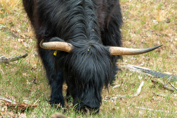 On the Mookerheide nature reserve in the province of Limburg, the Netherlands, a Black Scottish Highlander peacefully grazes on the grass. - Photo, Image