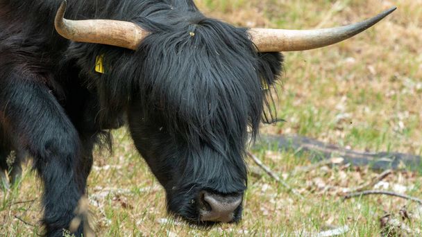 A Mookerheide természetvédelmi területen Limburg tartományban, Hollandiában, egy fekete skót felföldi tehén mereven bámul feléd.. - Fotó, kép