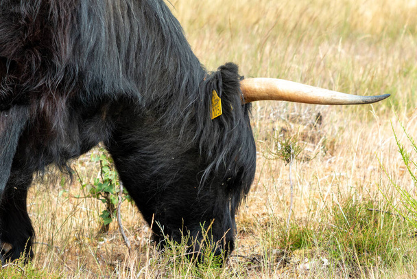オランダのリンブルグ州のムッカーハイデ自然保護区では、黒いスコットランドのハイランダーが芝生の上で静かに草を放牧しています. - 写真・画像
