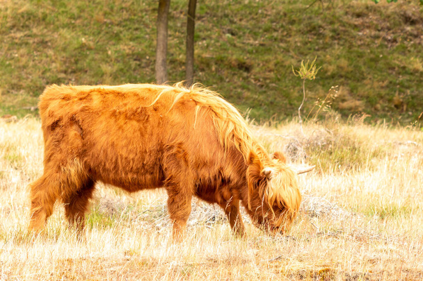Ruskea Skotlannin ylämaalainen lehmä seisoo rauhassa, pureskelee ruohoa, Mookerheiden luonnonsuojelualueella Limburgin maakunnassa, Alankomaissa. - Valokuva, kuva