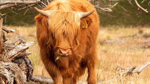 近くで撮影されたショットは、オランダのリンブルグ州のムッカーハイデ自然保護区のカメラと目を合わせながら、乾いた草を噛むブラウン・スコティッシュ・ハイランダーの牛をキャプチャします。. - 写真・画像