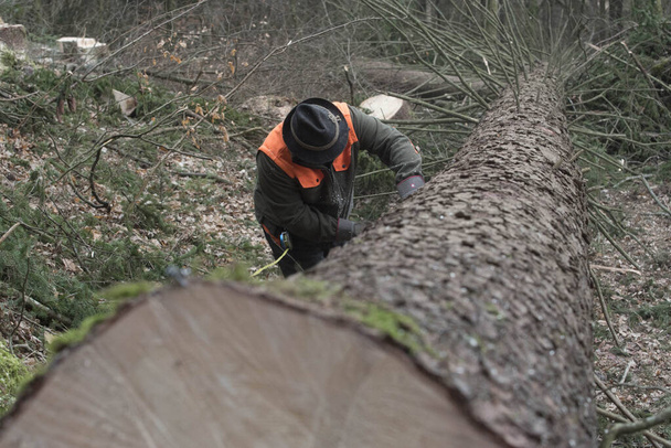 travaux d'abattage d'arbres, d'exploitation forestière et de foresterie dans une forêt commerciale - Photo, image