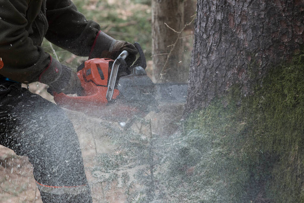 un leñador con una motosierra cortando árboles en el bosque - Foto, Imagen