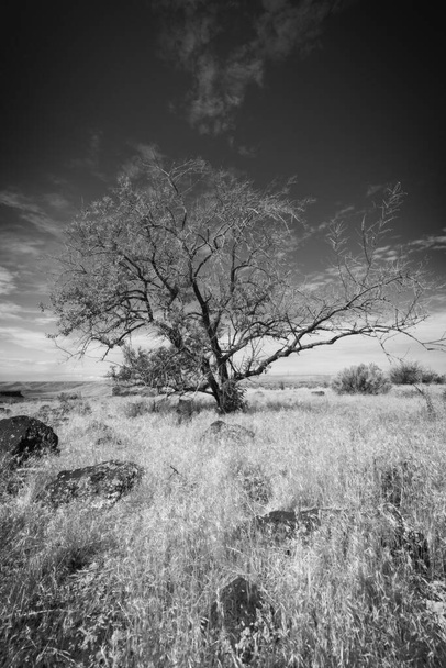 Ein Schwarz-Weiß-Foto eines kleinen Baumes, der unter einem strahlend klaren Himmel auf einem Feld aus trockenem Gras steht, das in der Nähe von Hagerman, Idaho, mit Felsen übersät ist. - Foto, Bild