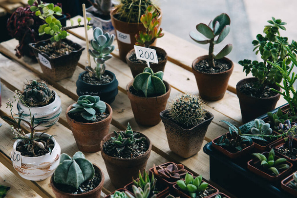 Kleine groene cactussen planten in de potten te koop - Foto, afbeelding