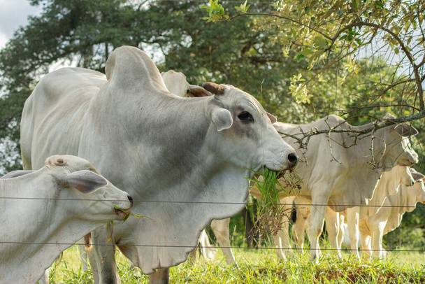 Vista lateral de um boi e vaca Nelore grande e forte em uma fazenda no interior de São Paulo, Brasil. - Foto, Imagem