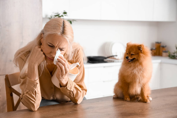Αλλεργική ώριμη γυναίκα με ιστό και Pomeranian σκυλί στην κουζίνα - Φωτογραφία, εικόνα