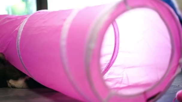 Persian cats or cute cat playing tunnel toy for funny time - Footage, Video