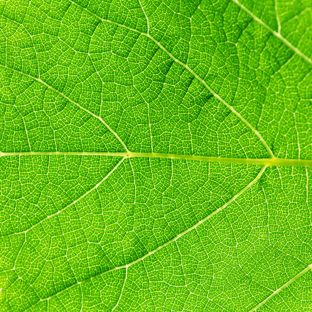 Textura vibrante verde da folha close-up
 - Foto, Imagem