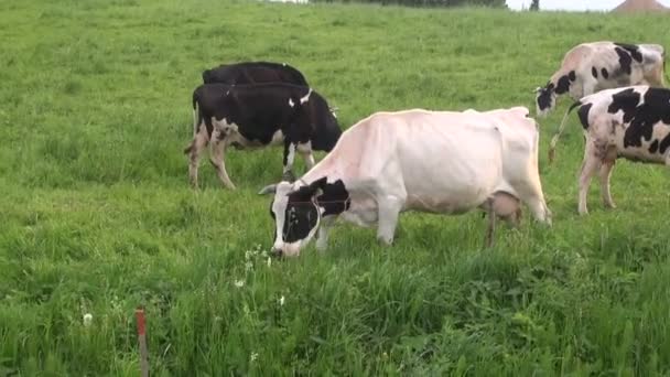 Krávy pasoucí se na louce zemědělské půdy v létě - Záběry, video