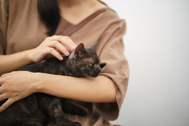 Cat lover female hand petting her lovely cat  comfortable Stay home with cat Friendship Animal lover. Cute cat. love Friend human home friendship Animal lover lifestyle - 写真・画像