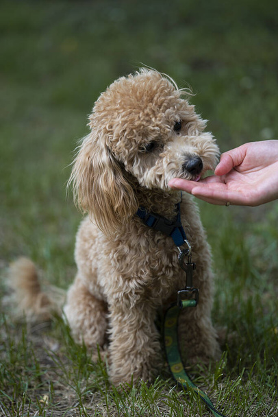 Portrait of a cute caramel mini poodle on a green background. Portrait of a cute caramel mini poodle on a green background. The owner feeds the dog from her hand. High quality photo - Zdjęcie, obraz