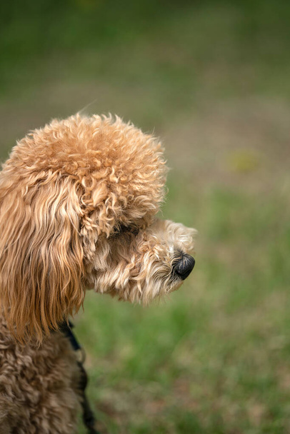 Portrait of a cute caramel mini poodle on a green background. High quality photo - Photo, Image
