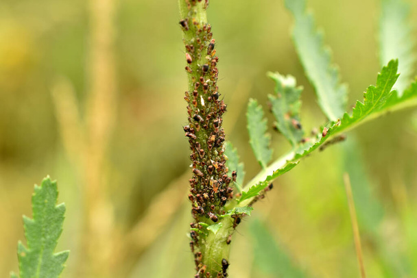 Zbliżenie mszycy, ich kolonia na łodydze trawy jest strzeżona przez mrówki. - Zdjęcie, obraz