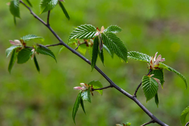 Hornbeam levél a napon. Hornbeam faág friss zöld levelekkel. Gyönyörű zöld természetes háttér. Tavaszi levelek. - Fotó, kép