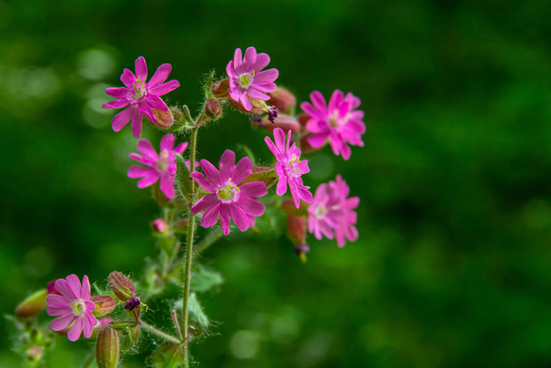 Silene dioica Melandrium rubrum, known as red campion and red catchfly, is a herbaceous flowering plant in the family Caryophyllaceae. Red campion. - Photo, Image