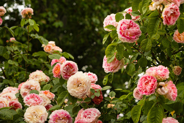 Damasco rosa primer plano. Jardinería, rosas en crecimiento, hermosa postal. - Foto, imagen