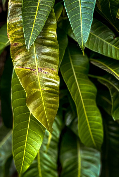 фотография крупным планом листового растения с желтым пятном, крупным планом листового растения с большим количеством листьев - Фото, изображение