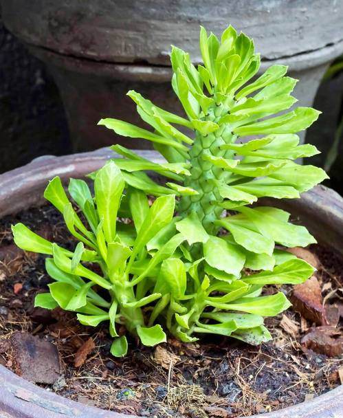 une photographie d'une plante dans un pot avec de la saleté sur le sol, il y a une plante qui pousse dans un pot - Photo, image