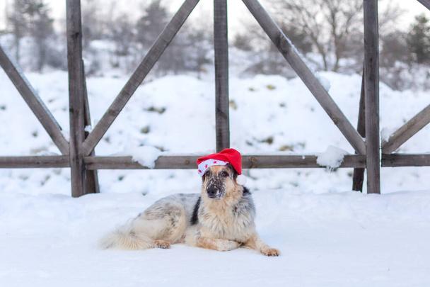 Big cute funny dog in red santa hat lying down on snow covered bridge in winter - Foto, immagini
