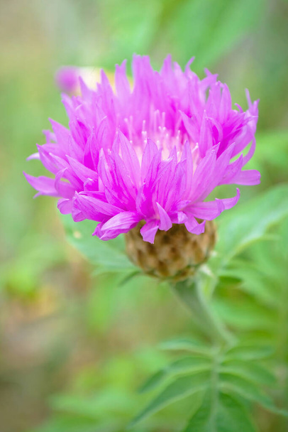 Красивый, нежный цветок из ниоткуда. Нежный розовый цветок в саду. Розовый цветок - Фото, изображение