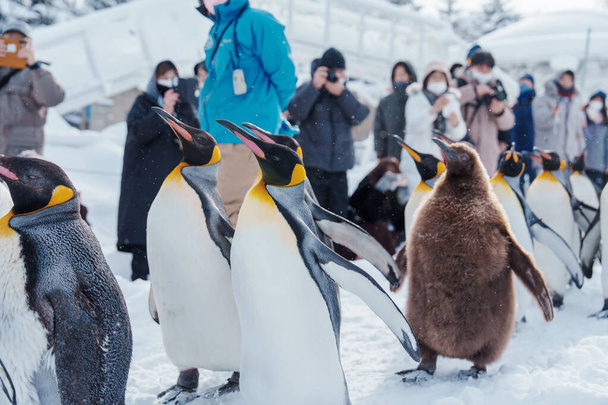 Desfile de pingüinos rey caminando sobre nieve en el zoológico de Asahiyama en temporada de invierno. hito y popular para las atracciones turísticas en Asahikawa, Hokkaido, Japón. Concepto de viajes y vacaciones - Foto, Imagen