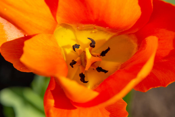 orange tulip flower on green grass - Fotoğraf, Görsel