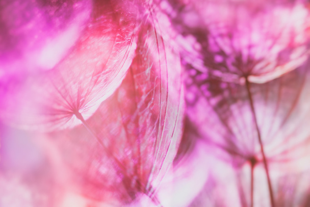 Colorful Pink Pastel Background - vivid abstract dandelion flowe - Photo, Image