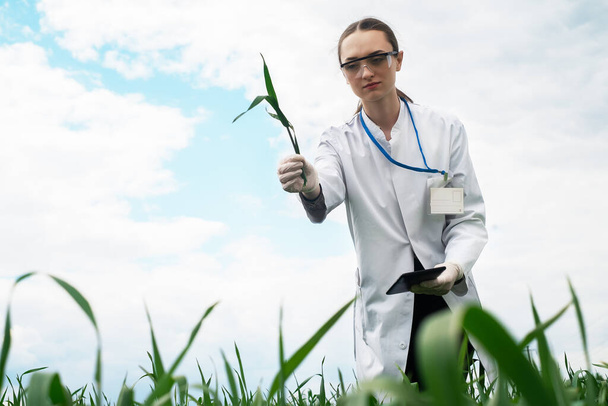 Erkundung eines urbar gemachten Feldes, landwirtschaftliches Geschäftskonzept, Lifestyle-Bauer inspiziert Weizenernte, Biologe auf einem Feld mit Weizen - Foto, Bild