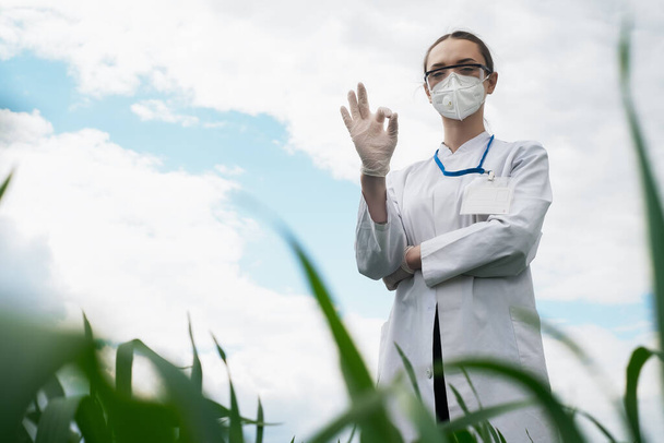 Genetisti, biologi e scienziati studiano la struttura genetica dei germogli di grano in campo, concetto agro, agricoltura - Foto, immagini