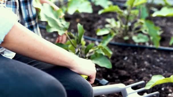 Fiatal nő gazdálkodás a kertben a biogazdaságban. - Felvétel, videó